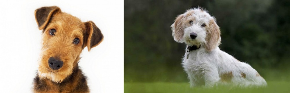 Petit Basset Griffon Vendeen vs Airedale Terrier - Breed Comparison