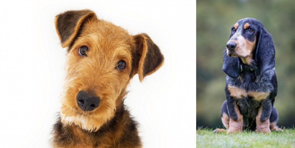 Petit Bleu de Gascogne vs Airedale Terrier - Breed Comparison