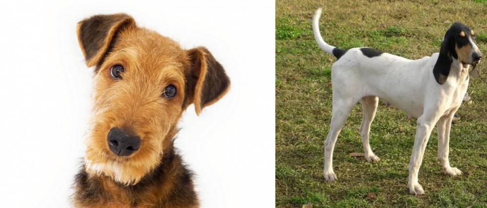 Petit Gascon Saintongeois vs Airedale Terrier - Breed Comparison