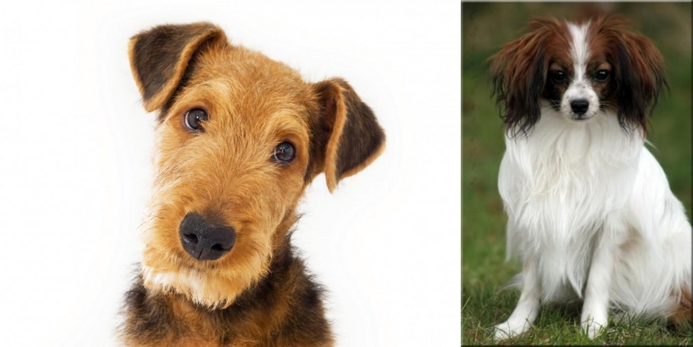 Phalene vs Airedale Terrier - Breed Comparison
