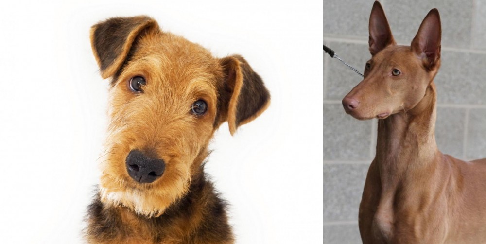 Pharaoh Hound vs Airedale Terrier - Breed Comparison