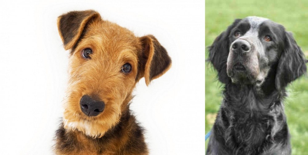 Picardy Spaniel vs Airedale Terrier - Breed Comparison