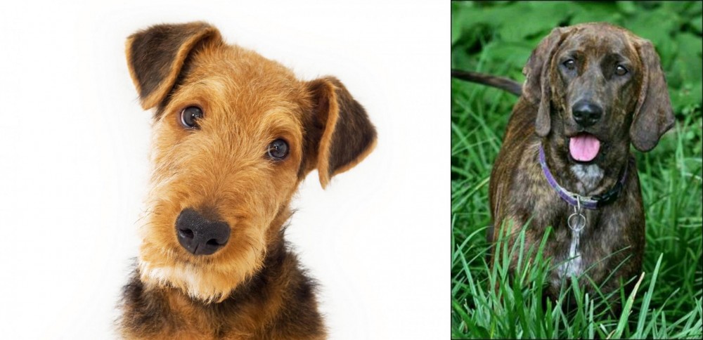 Plott Hound vs Airedale Terrier - Breed Comparison
