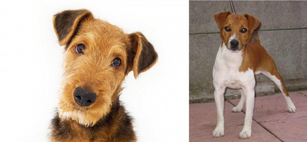 Plummer Terrier vs Airedale Terrier - Breed Comparison