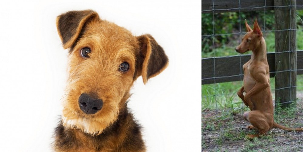 Podenco Andaluz vs Airedale Terrier - Breed Comparison