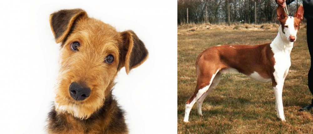 Podenco Canario vs Airedale Terrier - Breed Comparison