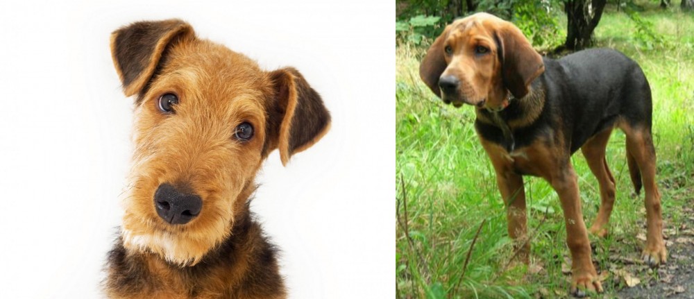 Polish Hound vs Airedale Terrier - Breed Comparison