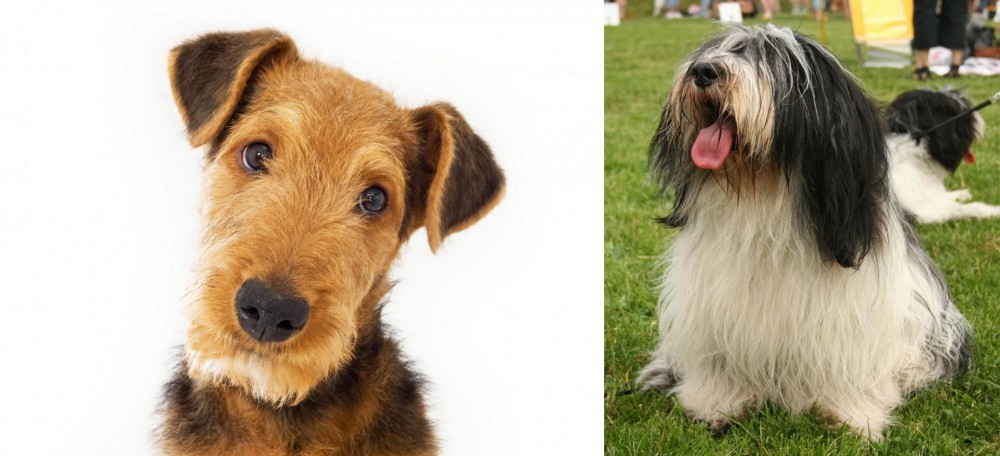 Polish Lowland Sheepdog vs Airedale Terrier - Breed Comparison