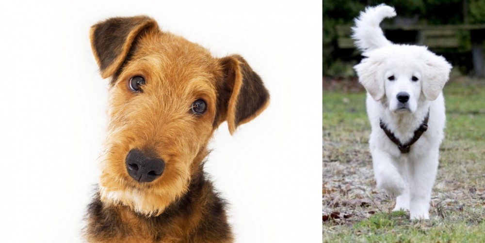 Polish Tatra Sheepdog vs Airedale Terrier - Breed Comparison