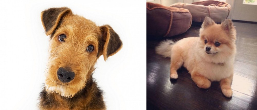 Pomeranian vs Airedale Terrier - Breed Comparison