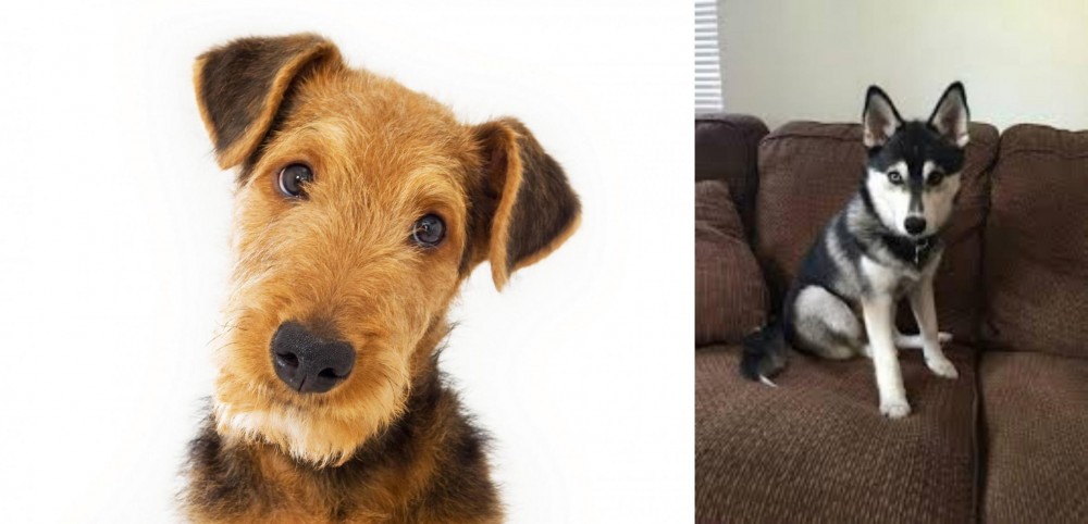 Pomsky vs Airedale Terrier - Breed Comparison