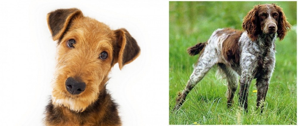Pont-Audemer Spaniel vs Airedale Terrier - Breed Comparison
