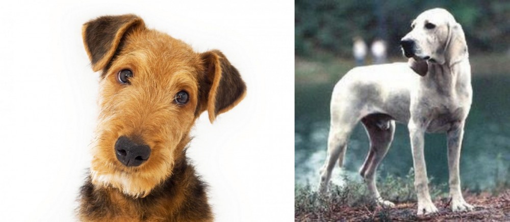 Porcelaine vs Airedale Terrier - Breed Comparison