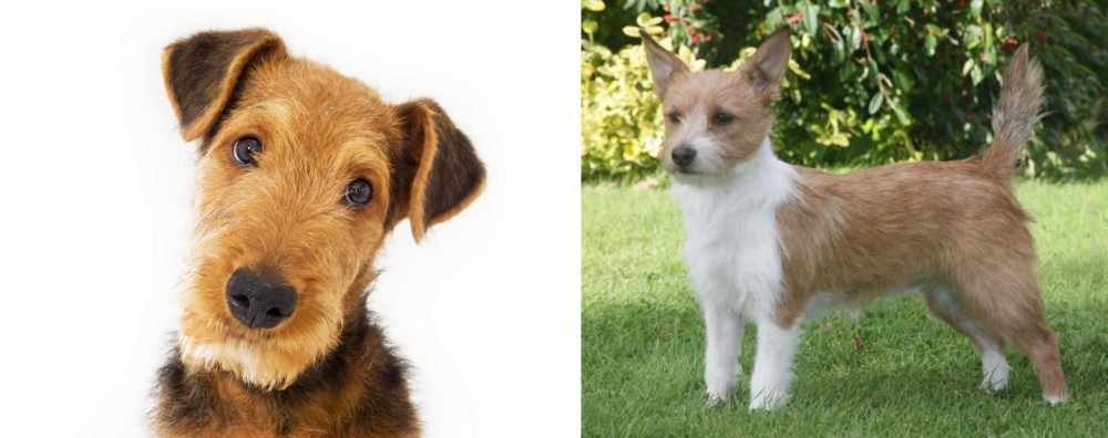Portuguese Podengo vs Airedale Terrier - Breed Comparison