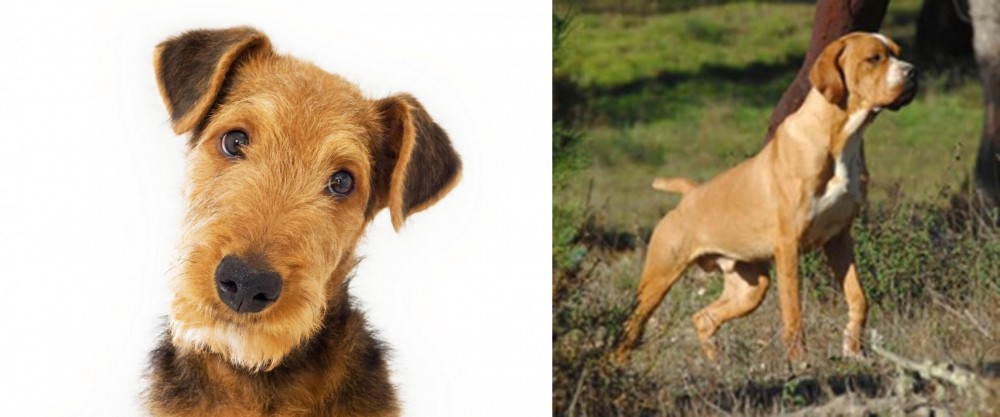 Portuguese Pointer vs Airedale Terrier - Breed Comparison
