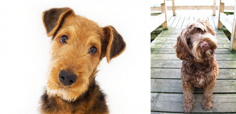 Portuguese Water Dog vs Airedale Terrier - Breed Comparison