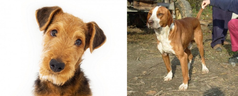 Posavac Hound vs Airedale Terrier - Breed Comparison