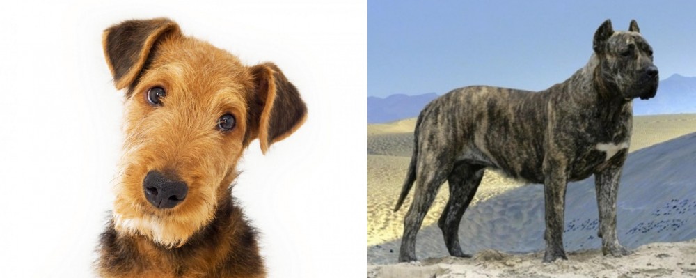 Presa Canario vs Airedale Terrier - Breed Comparison
