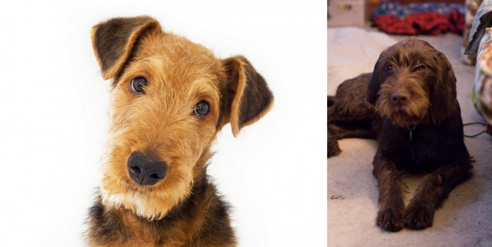 Pudelpointer vs Airedale Terrier - Breed Comparison