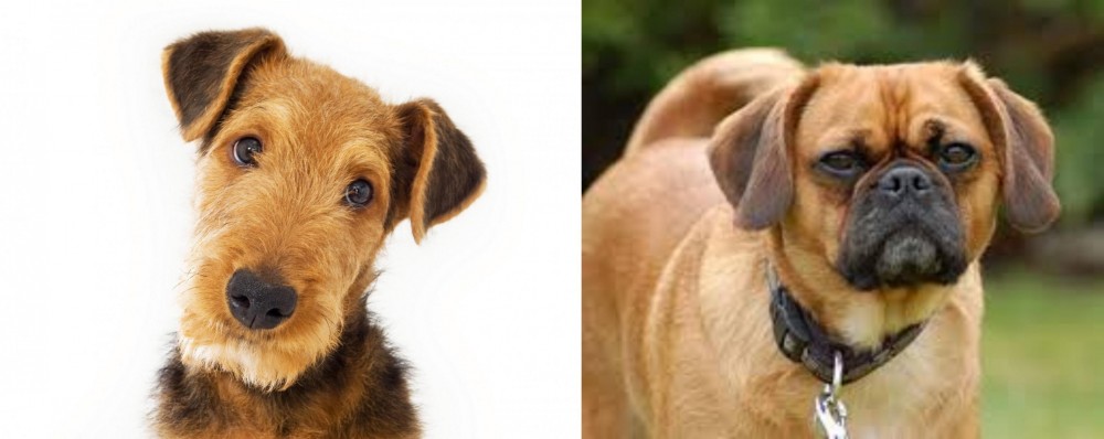 Pugalier vs Airedale Terrier - Breed Comparison