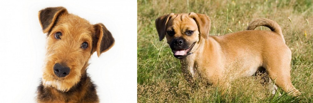 Puggle vs Airedale Terrier - Breed Comparison