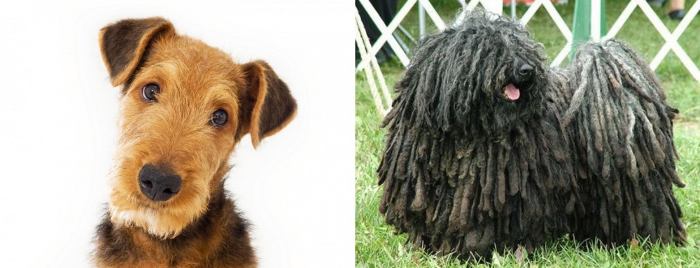 Puli vs Airedale Terrier - Breed Comparison