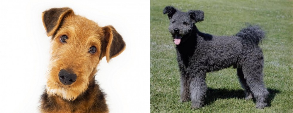Pumi vs Airedale Terrier - Breed Comparison