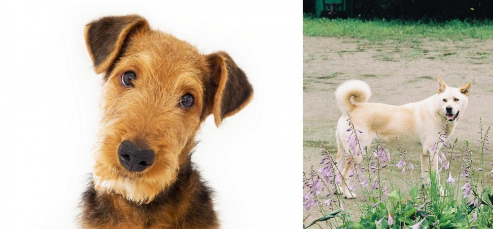Pungsan Dog vs Airedale Terrier - Breed Comparison