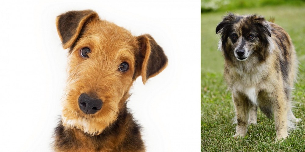 Pyrenean Shepherd vs Airedale Terrier - Breed Comparison