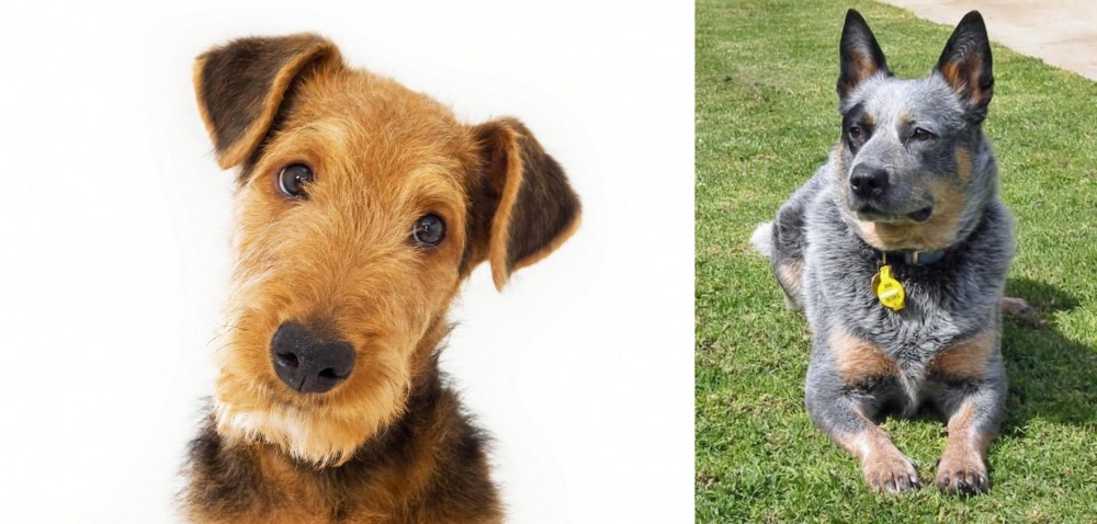 Queensland Heeler vs Airedale Terrier - Breed Comparison