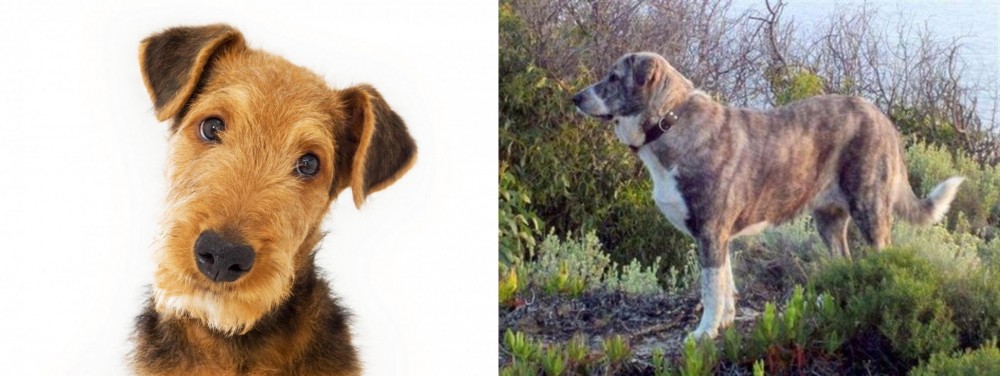Rafeiro do Alentejo vs Airedale Terrier - Breed Comparison