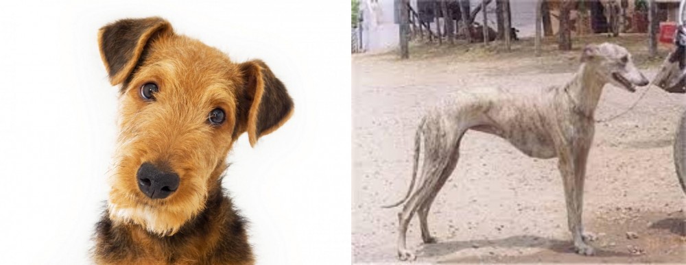 Rampur Greyhound vs Airedale Terrier - Breed Comparison