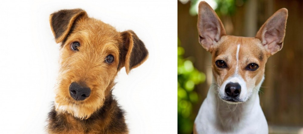 Rat Terrier vs Airedale Terrier - Breed Comparison