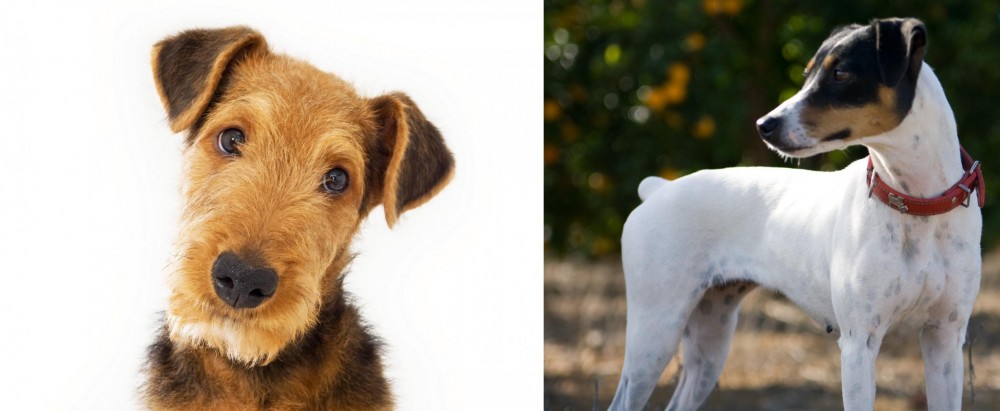 Ratonero Bodeguero Andaluz vs Airedale Terrier - Breed Comparison