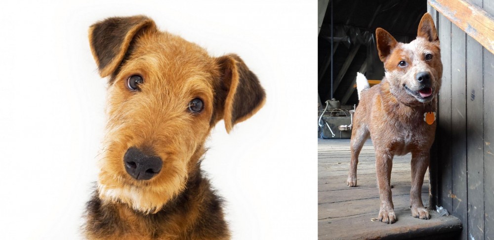 Red Heeler vs Airedale Terrier - Breed Comparison