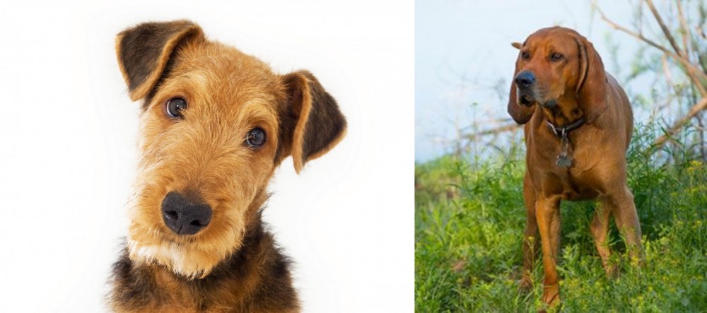 Redbone Coonhound vs Airedale Terrier - Breed Comparison