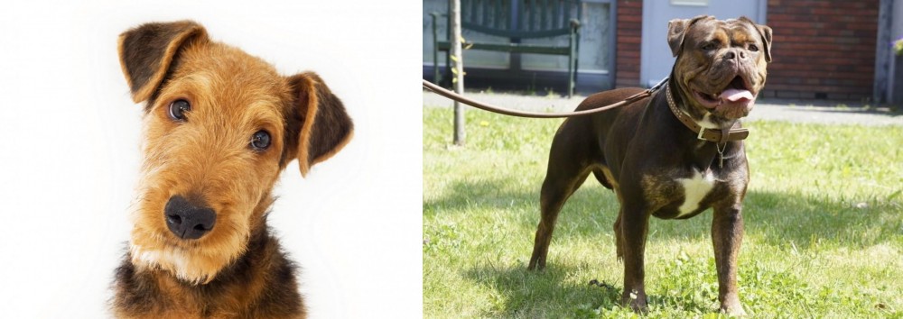 Renascence Bulldogge vs Airedale Terrier - Breed Comparison