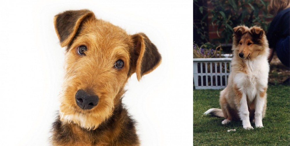 Rough Collie vs Airedale Terrier - Breed Comparison