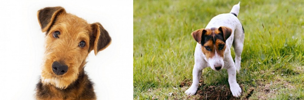 Russell Terrier vs Airedale Terrier - Breed Comparison