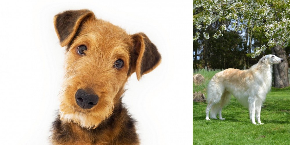 Russian Hound vs Airedale Terrier - Breed Comparison