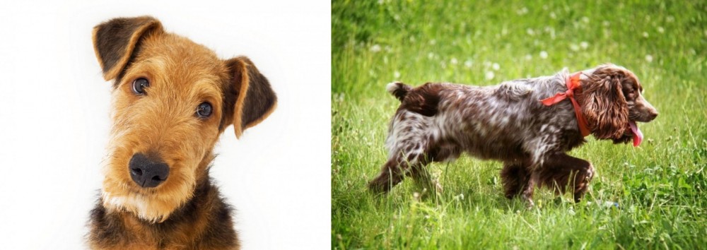Russian Spaniel vs Airedale Terrier - Breed Comparison