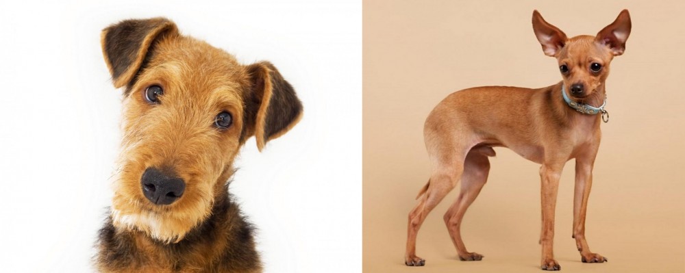 Russian Toy Terrier vs Airedale Terrier - Breed Comparison