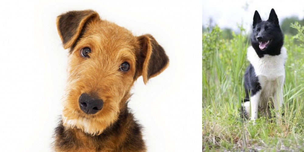 Russo-European Laika vs Airedale Terrier - Breed Comparison