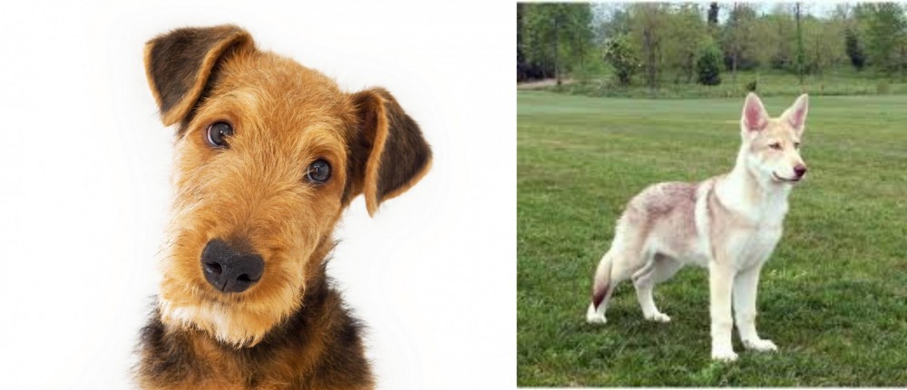 Saarlooswolfhond vs Airedale Terrier - Breed Comparison