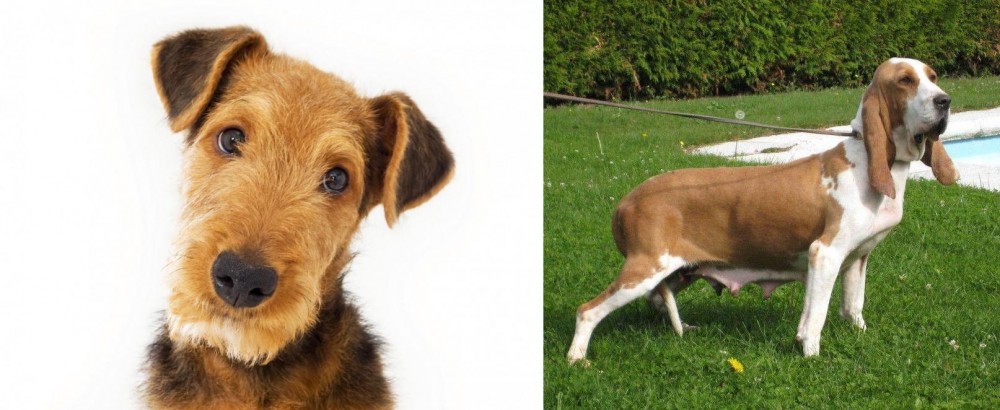 Sabueso Espanol vs Airedale Terrier - Breed Comparison