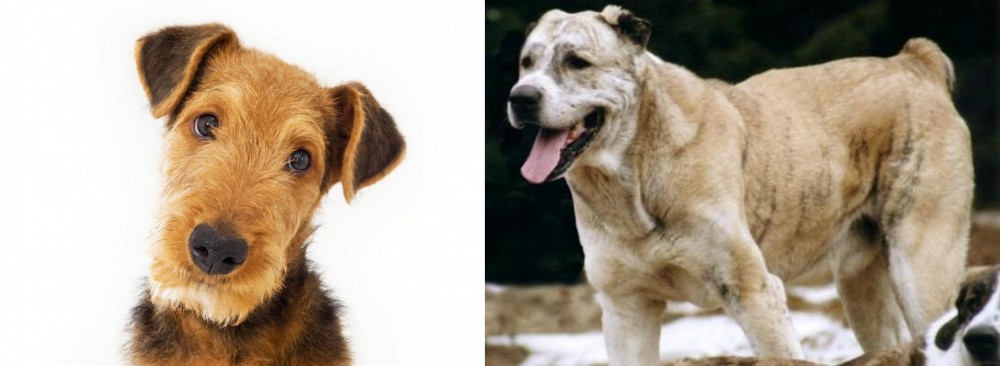 Sage Koochee vs Airedale Terrier - Breed Comparison