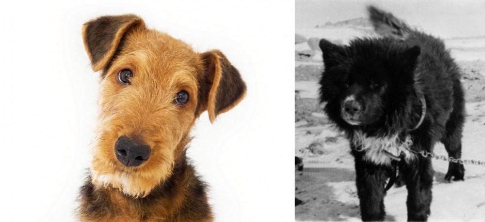 Sakhalin Husky vs Airedale Terrier - Breed Comparison