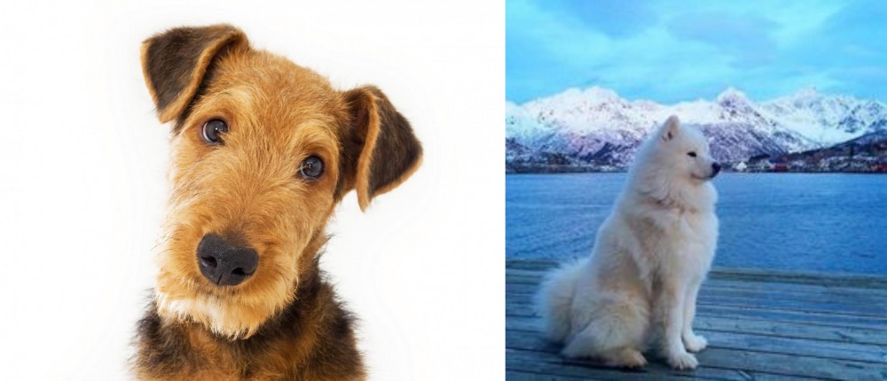 Samoyed vs Airedale Terrier - Breed Comparison
