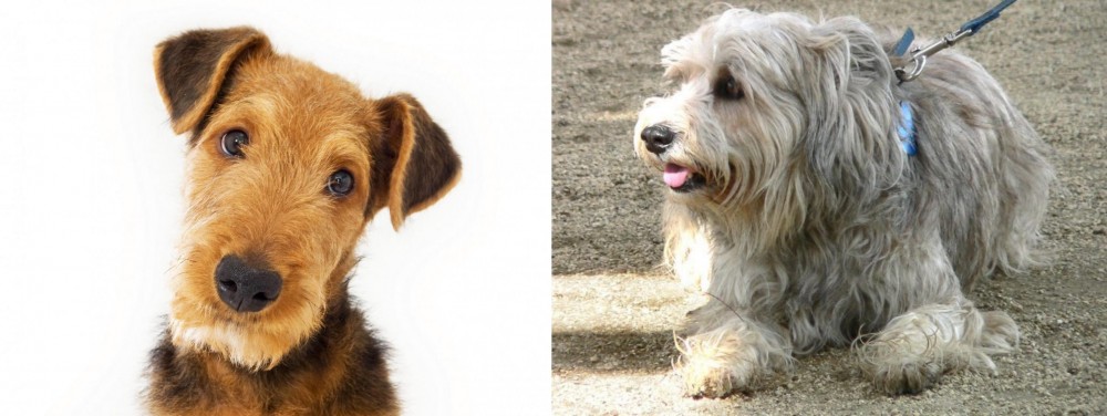 Sapsali vs Airedale Terrier - Breed Comparison