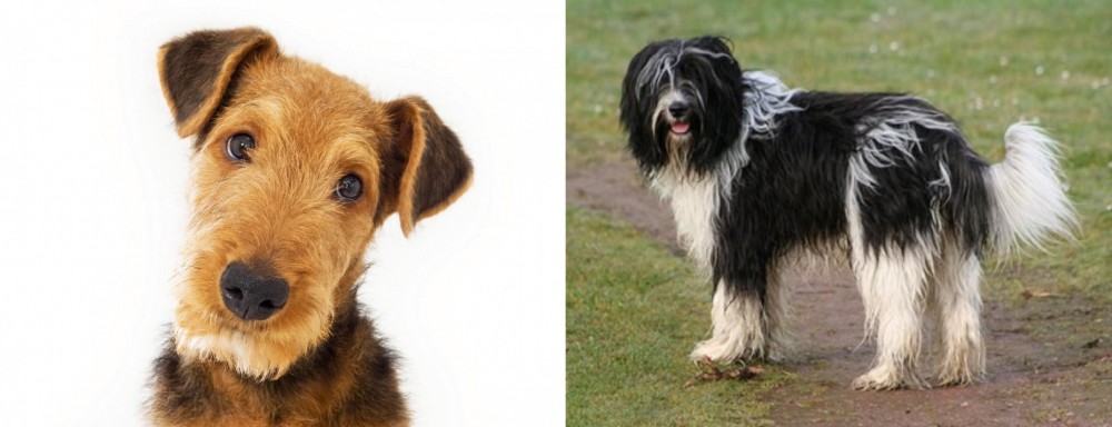 Schapendoes vs Airedale Terrier - Breed Comparison